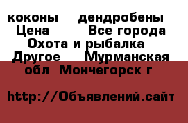 коконы    дендробены › Цена ­ 25 - Все города Охота и рыбалка » Другое   . Мурманская обл.,Мончегорск г.